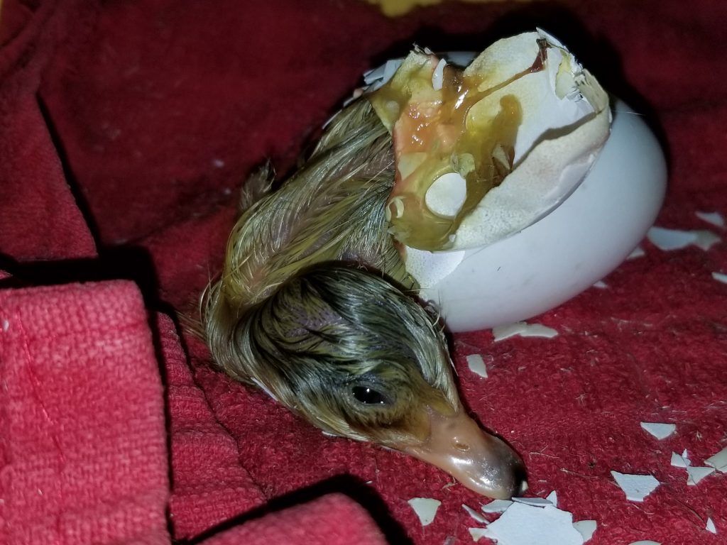hatching-eggs-for-sale